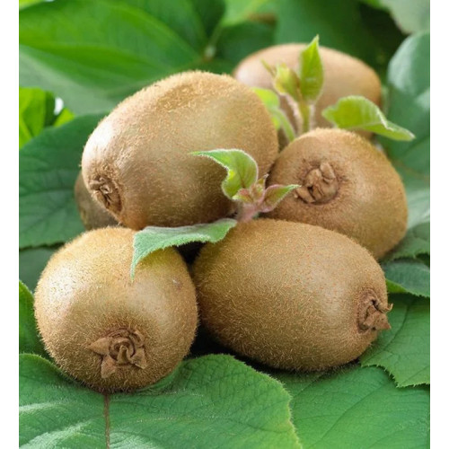 Саженцы Актинидии Аргута Дженни > цена, описание