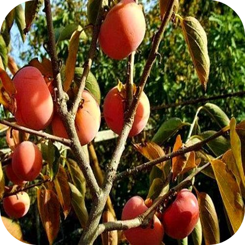 Саженцы Хурмы "Чатыр-Даг" > цена, описание