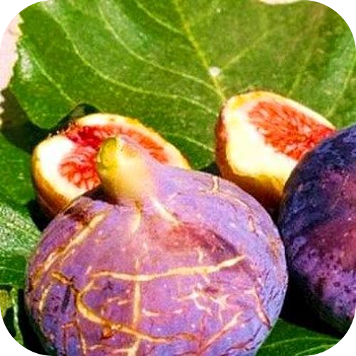 Саженцы Инжира "Буржассот" > фото, описание