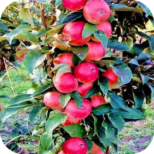 Саженцы Яблони колоновидной "Васюган" > описание сорта